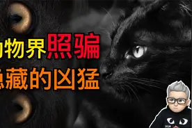 “扮猪吃老虎”，看似呆萌无害的4种动物，却有着凶狠的一面视频封面