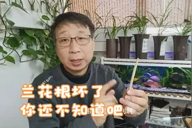 兰花生长缓慢而且叶尖发黄发黑是什么原因视频封面
