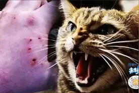 女子被猫抓伤后感染新型布尼亚病毒！医生：致死率高达30%