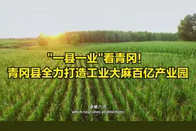 “一县一业”看青冈！黑龙江省青冈县全力打造工业大麻百亿产业园视频封面