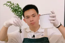 盆栽“小实验”：路边小野花，搬回家里养，它很难“驯服”！