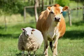 “牛食如浇，羊食如烧”，老农民养两种动物吃草，为啥不同视频封面