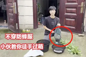 野外收回的胡蜂蜂巢，学会小伙这一招，200多个值蜂也可徒手过箱