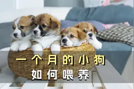 一分钟带你了解，一个月的小奶狗到底怎么喂养！