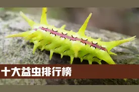 十大益虫排行榜：有哪些虫子对于人类来说是有利的呢？