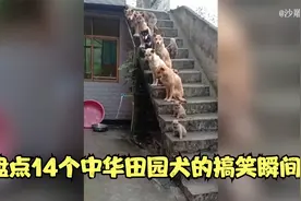 盘点中华田园犬的14个搞笑瞬间：一种燃烧颜值长大的物种。视频封面