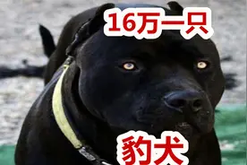 这狗16万一只，比特犬不是它对手，全新品种豹犬视频封面