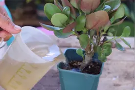 长寿花催花不浇磷肥却要用生根粉，看完才知道是高手视频封面