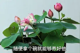 世界上真的有碗莲吗？园艺师教你，真有可以养在碗里的莲花视频封面