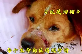 世上有恶魔但也有天使，每个生命都值得被善待视频封面