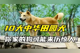 细数中华田园犬的10大品种？你家的狗属于哪一种？可能来历惊人！