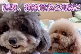 小灰崽偷吃巧克力，崽胖子就配合崽爸演了出戏，没想到还讹上了视频封面