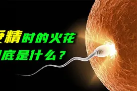 受精成功时，竟会发出一道光，难道是爱情火花？视频封面