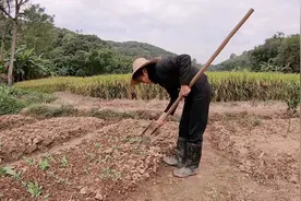 地里的萝卜菜出苗了，用草木灰给它们施一次肥，这样长得更快视频封面