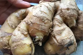 挑选生姜有诀窍：30年的老摊贩说漏嘴，一招辨别硫磺姜，太实用
