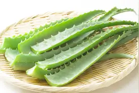 芦荟到底能不能吃？吃芦荟有什么好处呢？但是可不能乱吃视频封面