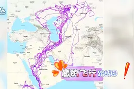 科学探秘：追踪老鹰20年的飞行轨迹，让人瞠目结舌！视频封面