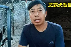 今天给恶霸犬裁耳，这也是一个小手术，小恶霸变化还是很大的