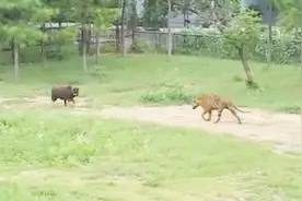 动物身上值得学习的精神，一只不向命运低头的水牛，让人佩服！
