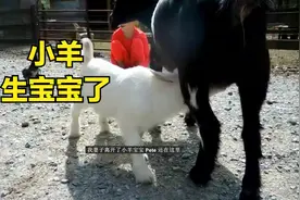 美国农场：小羊生小宝宝了，农场主带你看看哦视频封面
