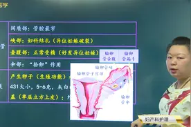 妇产科护理学女性生殖系统解剖与生理：输卵管、卵巢的组成和功能视频封面