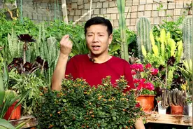 金鱼吊兰可以四季开花，掌握3个“要点”，养得越大，开花越多