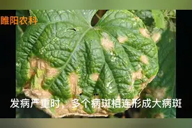 黄瓜烂叶病最有效的防治方法，2～3遍就能彻底控制危害和蔓延视频封面