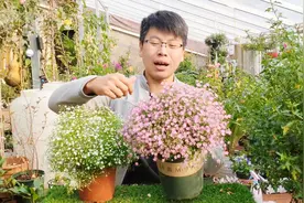 满天星一小盆开几百朵花，但很多人养不好，关键在这几点视频封面