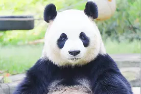 老外对熊猫有多疯狂？排队若干小时观看几秒钟，甚至要摇号才能看视频封面
