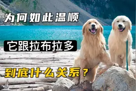扒一扒金毛的繁育史，以及它跟拉布拉多的爱恨情仇视频封面