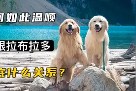 扒一扒金毛的繁育史，以及它跟拉布拉多的爱恨情仇视频封面