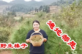 云南大山里野生榛子满山都是，随便摘，太过瘾了！视频封面