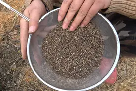 农村这种上等好茶黄荆籽，价值很高，人称“黄金茶”，常喝好处多视频封面