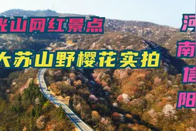 河南信阳，光山网红景点大苏山景区野樱花实拍，最近人气比较旺视频封面