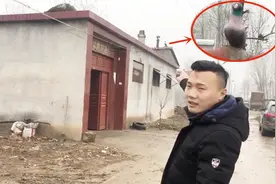 小伙发现农村房顶几乎都摆放石鸽，老人道出原因，家运想不旺都难
