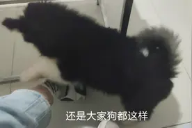 都说泰迪色，养了这狗才发现它更色主人都不放过！气死小伙了！视频封面