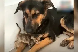 超有爱！大狗狗被流浪小奶猫缠住 直接叼回家照顾 变身全职"奶妈"视频封面