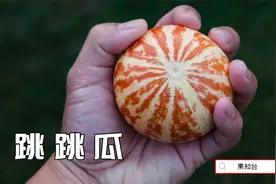 穿豹纹的袖珍甜瓜，最古老最香的甜瓜之一跳跳虎视频封面