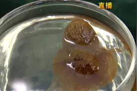 长期食用胖大海会对身体不好，这是真的吗？视频封面