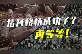 猪肾成功移植人体！但猪的寿命只有20年，怎么解决？