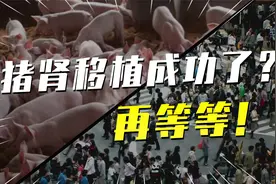 猪肾成功移植人体！但猪的寿命只有20年，怎么解决？视频封面