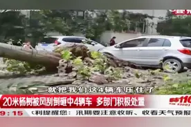 太原突降大雨，20米杨树被风刮倒，砸中旁边4辆车！|都市110视频封面