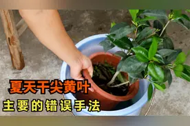 夏天的茶花，叶片经常干尖、枯萎？3大主要“祸首”视频封面
