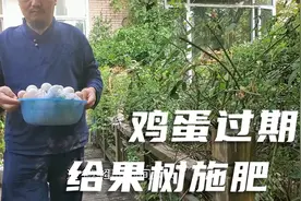 过期的鸡蛋不要丢，可以给果树当肥料，庭院鱼菜共生施肥记
