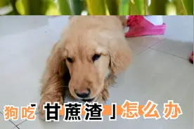 甘蔗对狗来说是很难消化的，也没什么营养价值，狗吃了甘蔗渣咋办视频封面