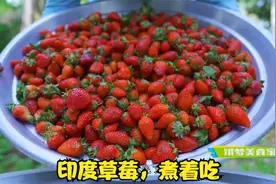 印度草莓的做法，刷新我的认知，户外烹饪美食视频封面