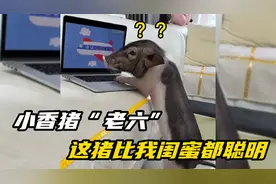 小香猪”老六“坐拥500万粉丝 网友：这猪比我闺蜜都聪明