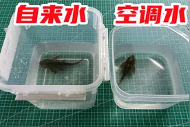 用空调水和自来水养清道夫，你们猜哪一条能坚持到最后？视频封面
