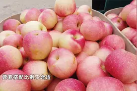 要想苹果上色快卖价高，此期得做好这项措施！视频封面