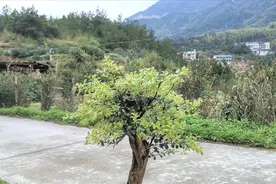 赤楠移栽不好活？东哥用实际案例告诉你，夏天种的现在活得好好的